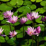 Water lilies Water lilies
